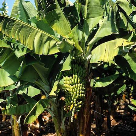 Improved Nutrient Efficiency in Banana