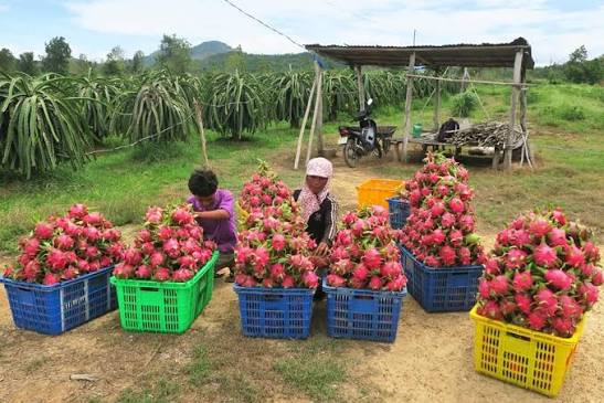 Dragon Fruit Stem Rot Disease: Causes, Symptoms and Plantation Problems