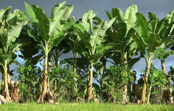 Uniform Crop Establishment in Banana