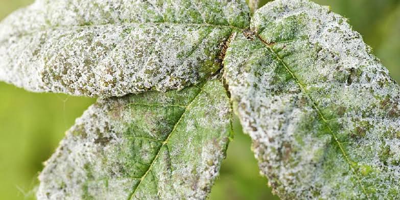 Streptomyces Lydicus for Mango Powdery Mildew