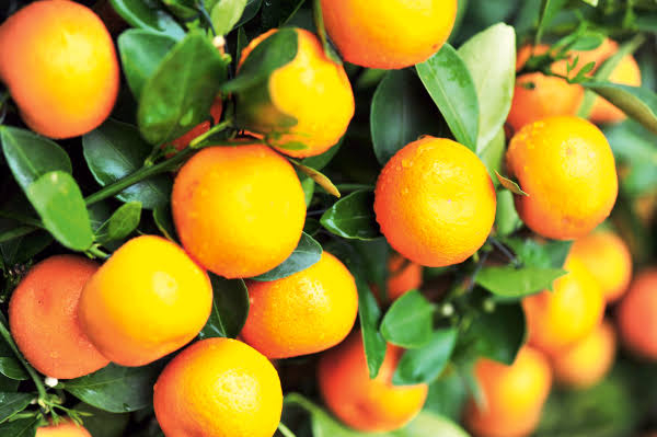 Streptomyces Lydicus for Bearing Citrus Trees