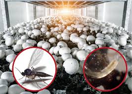 BTi for control of Sciarid Flies and Fungus Gnats in Button Mushroom Farms