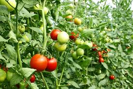 Trichoderma: The Multi-Tool Solution for Common Tomato Problems