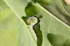 BTK for Cabbage: Your Organic Shield Against Destructive Caterpillars