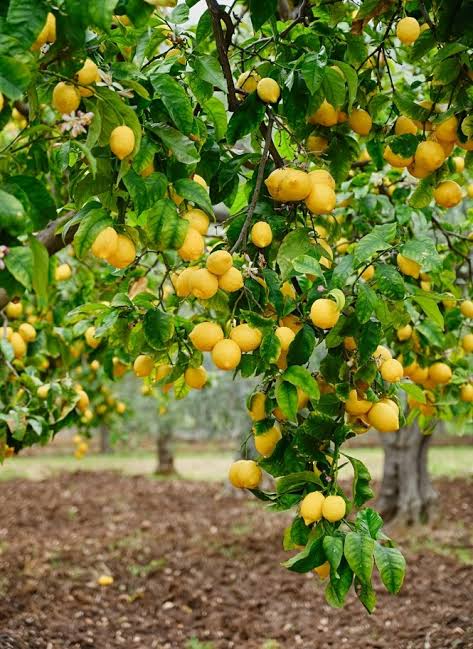 Streptomyces Lydicus for Citrus Pythium Management