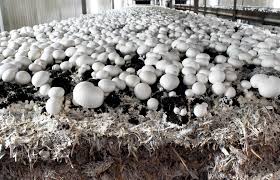 Integrated Pest Management (IPM) in Mushroom Cultivation : Focus on BTI for Effective Fly Control