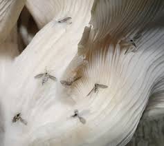 Fungus Gnat Control in Mushroom Farming