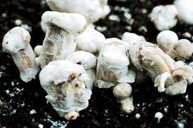 Common Pests in Button Mushroom Cultivation