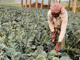 Winning the War on Worms: Using Bacillus thuringiensis in Broccoli