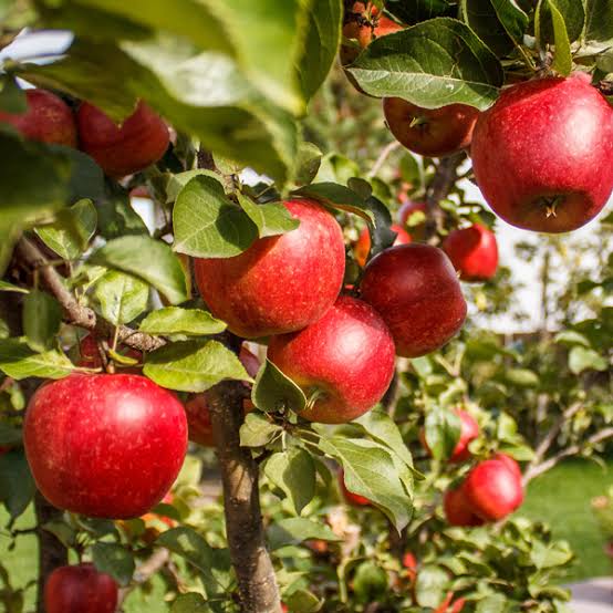 Streptomyces Lydicus for Apple Root Development