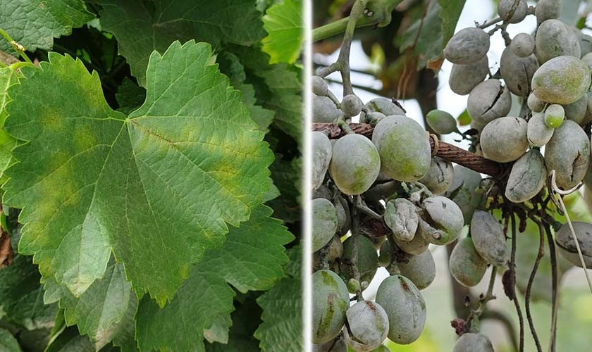 Ampelomyces quisqualis for grapes