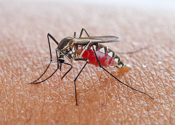 Balcony and Terrace Mosquito Control: A Bti Guide for Urban Homes