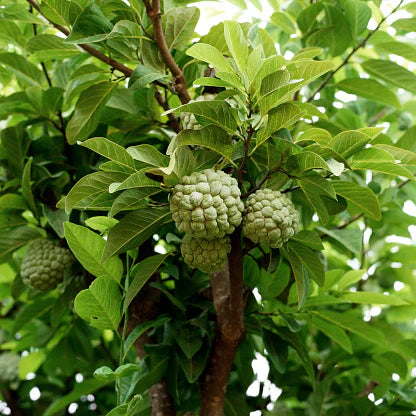 Trichoderma Pseudomonas Bacillus for Custard Apple