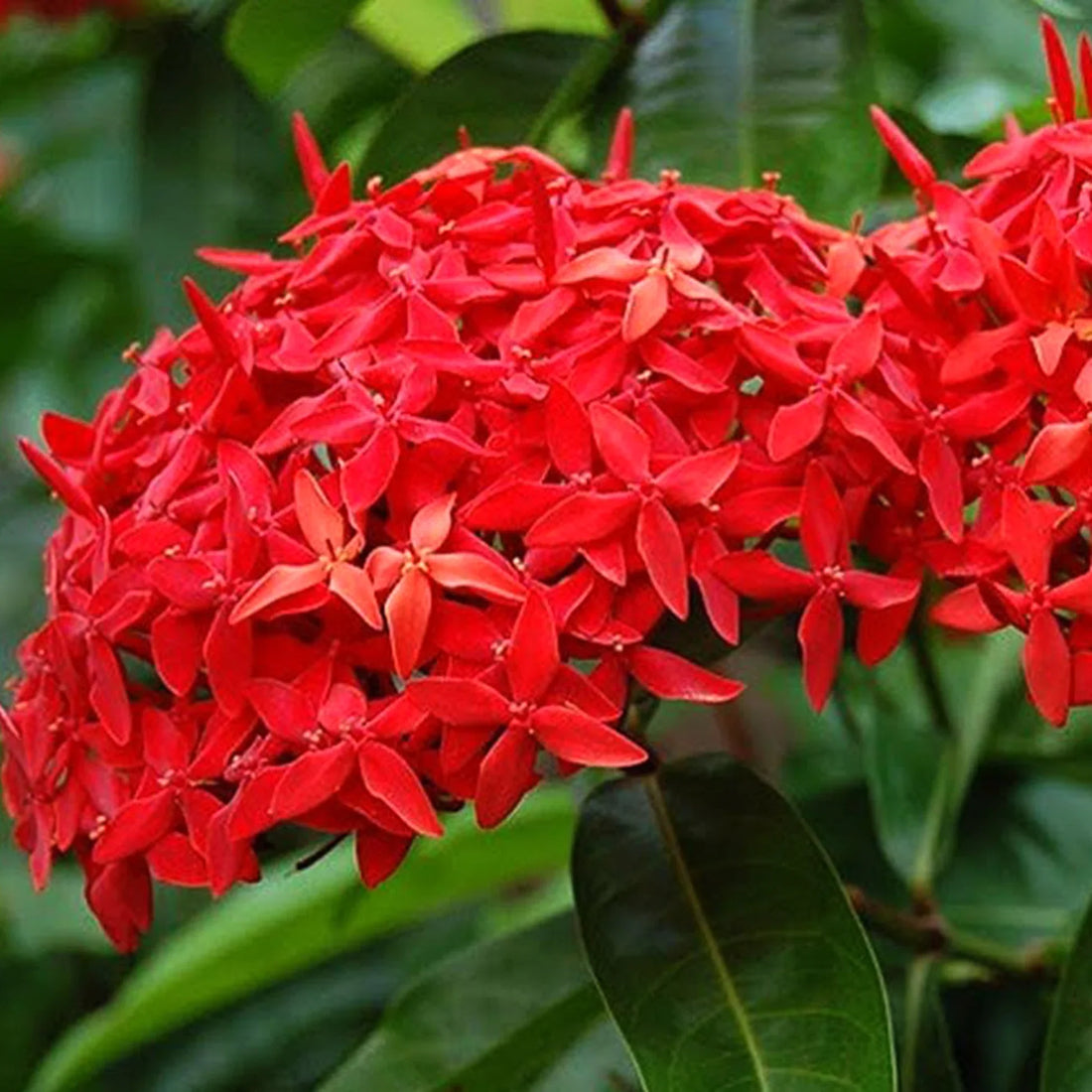 Trichoderma Pseudomonas Bacillus for Ixora