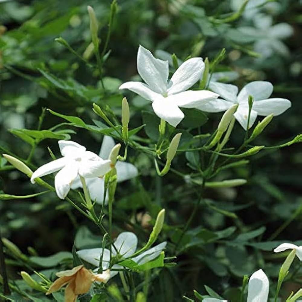 Trichoderma Pseudomonas Bacillus for Jasmine