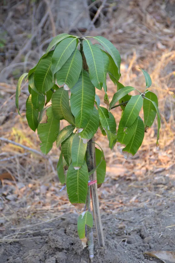 Streptomyces Lydicus for Young Mango Trees