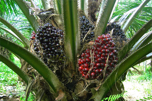 Trichoderma Pseudomonas Bacillus for Oil Palm