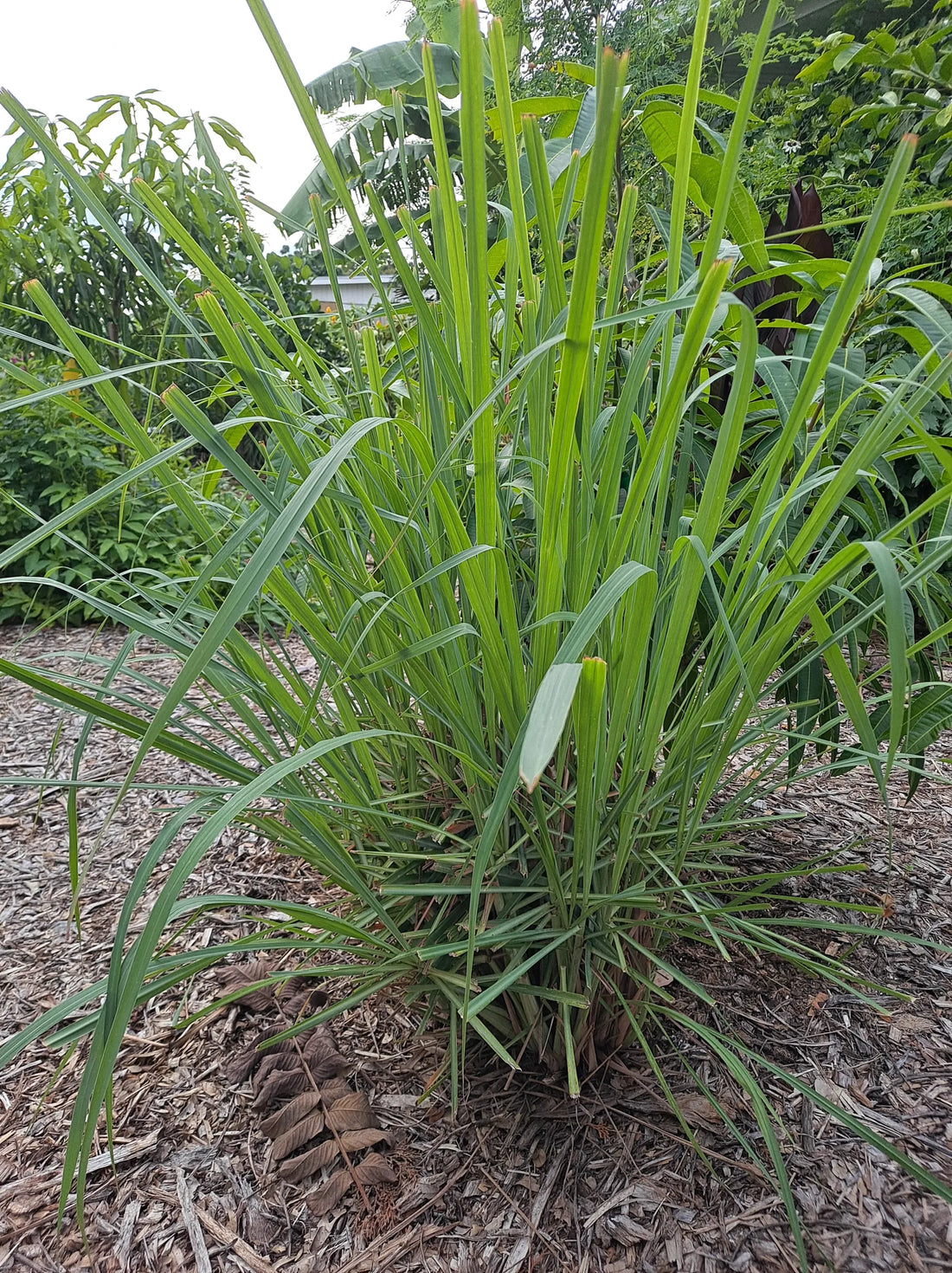 Trichoderma Pseudomonas Bacillus for Lemongrass