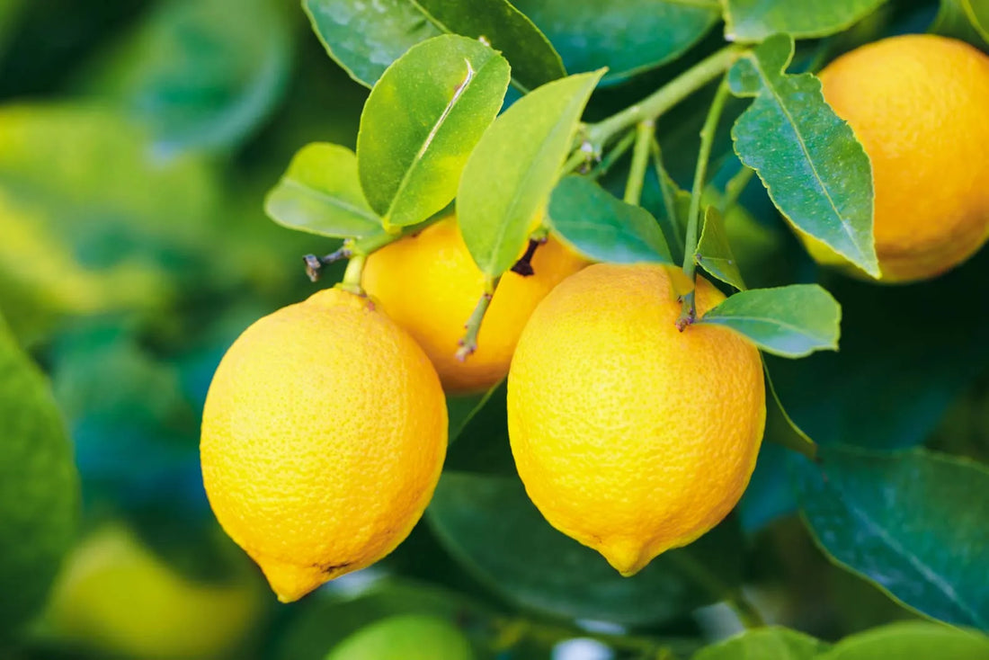 Streptomyces Lydicus for Citrus Disease Management