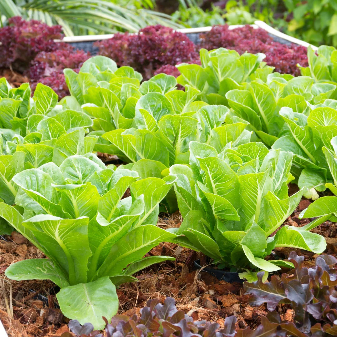 Trichoderma Pseudomonas Bacillus for Lettuce