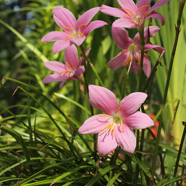 Trichoderma Pseudomonas Bacillus for Lily