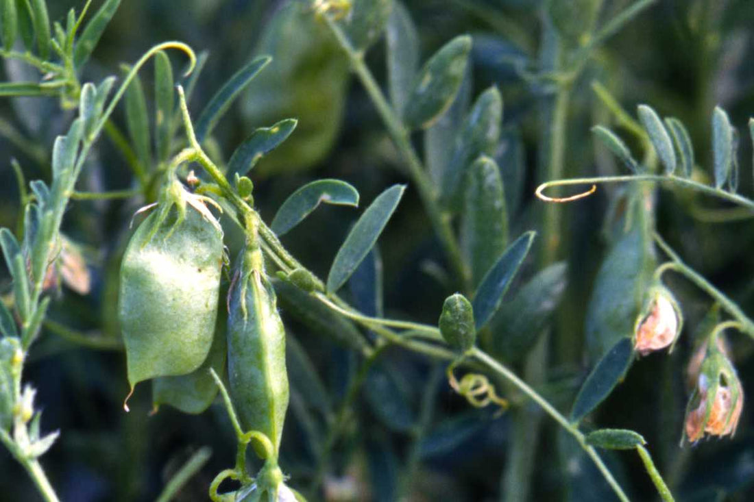 Trichoderma Pseudomonas Bacillus for Lentil