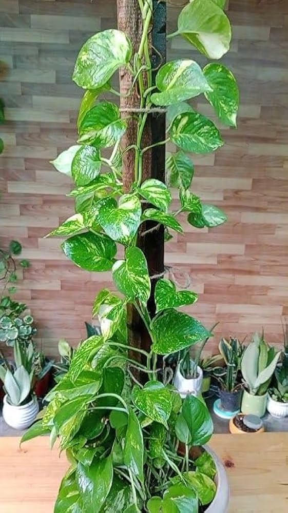 Trichoderma Pseudomonas Bacillus for Money Plant