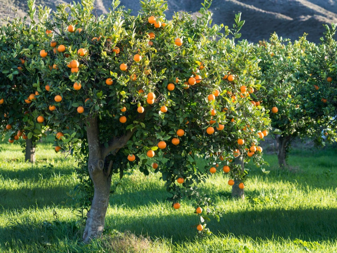 Streptomyces Lydicus Dosage for Citrus