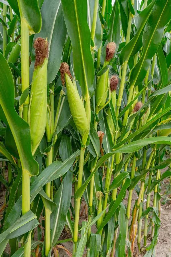 Trichoderma Pseudomonas Bacillus for Maize