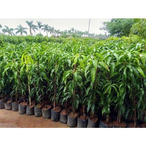 Streptomyces Lydicus for Mango Saplings