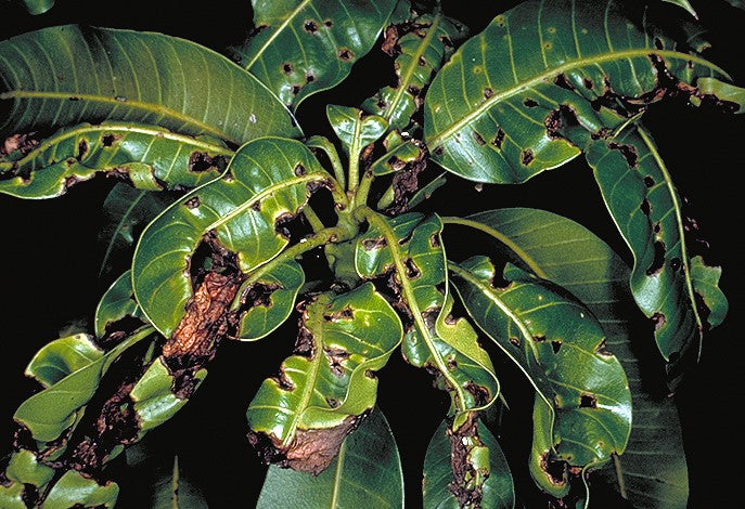 Streptomyces Lydicus for Mango Anthracnose