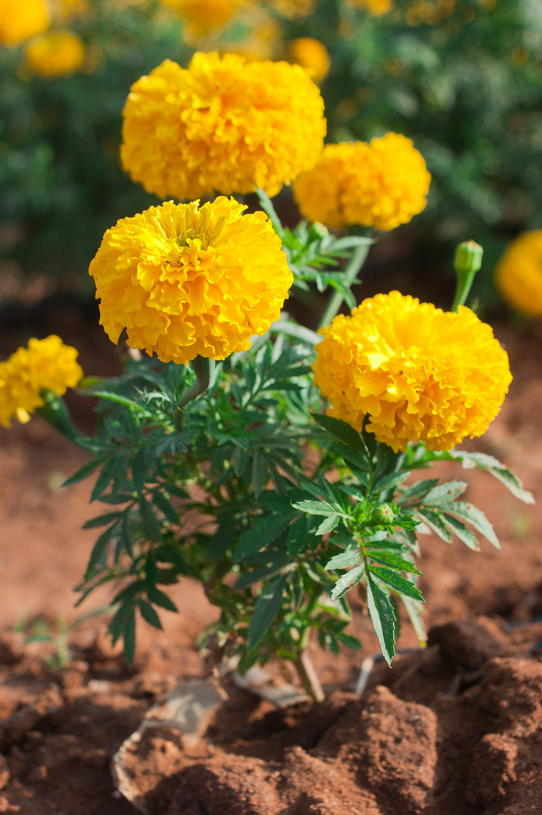 Trichoderma Pseudomonas Bacillus for Marigold