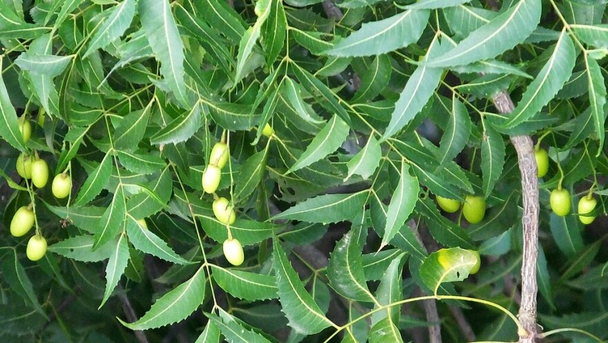 Trichoderma Pseudomonas Bacillus for Neem
