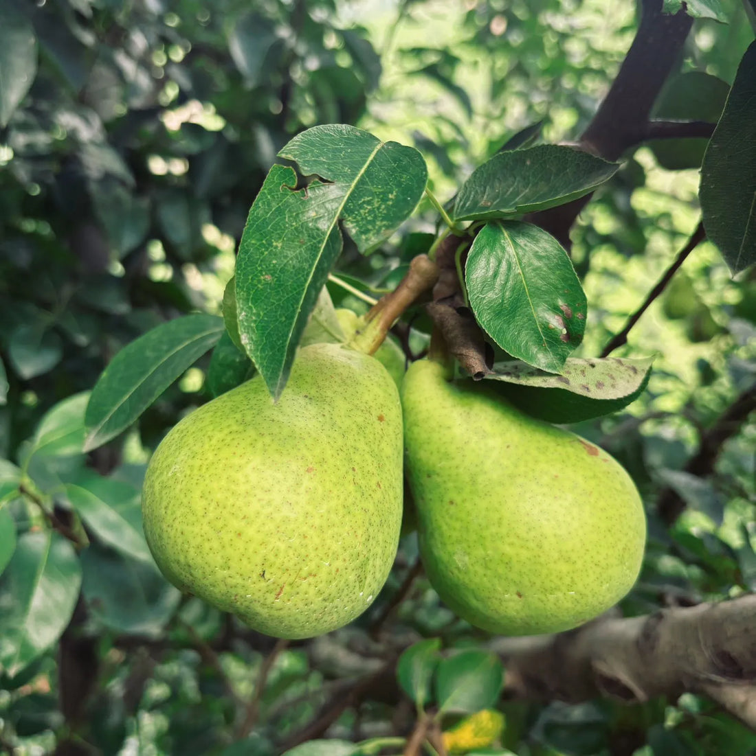 Trichoderma Pseudomonas Bacillus for Pear
