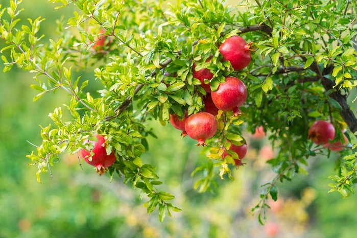 Streptomyces Lydicus for Strong Root Development in Pomegranate