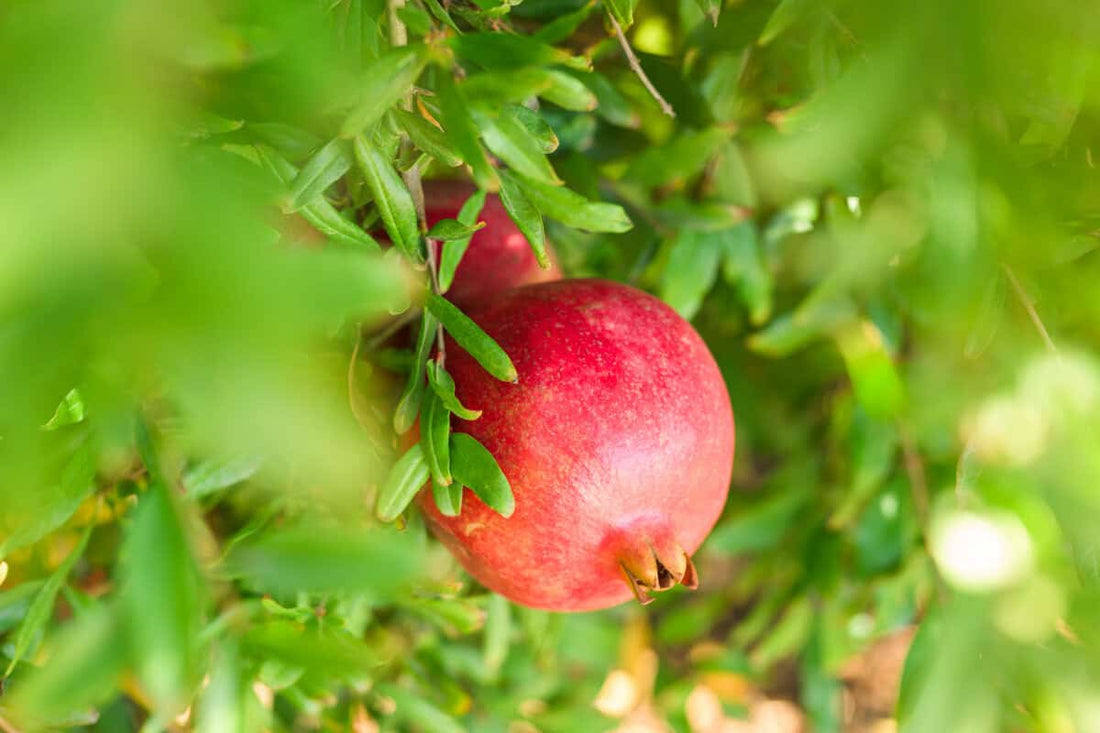 Streptomyces Lydicus for Rhizosphere Health in Pomegranate