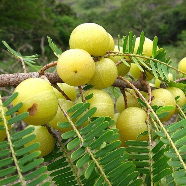 Trichoderma Pseudomonas Bacillus for Amla