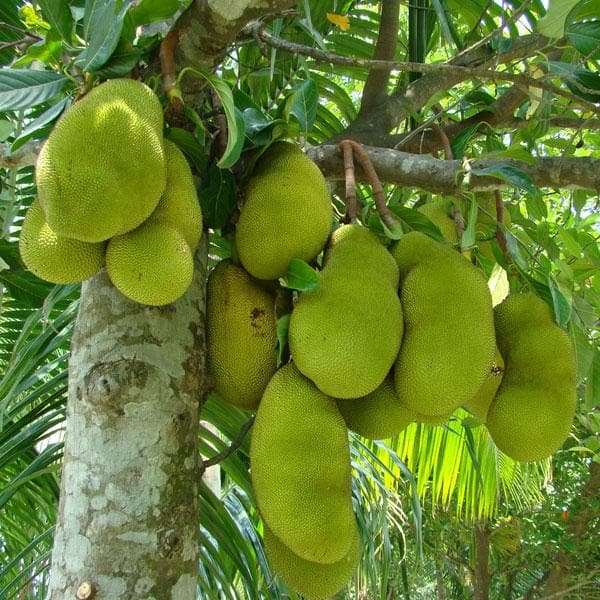 Trichoderma Pseudomonas Bacillus for Jackfruit
