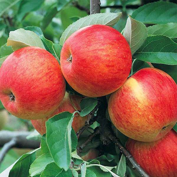 Streptomyces Lydicus for Apple Phytophthora Control