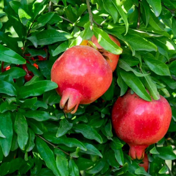 Streptomyces Lydicus for Nematode Management in Pomegranate