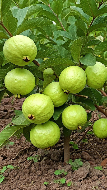 Trichoderma Pseudomonas Bacillus for Guava