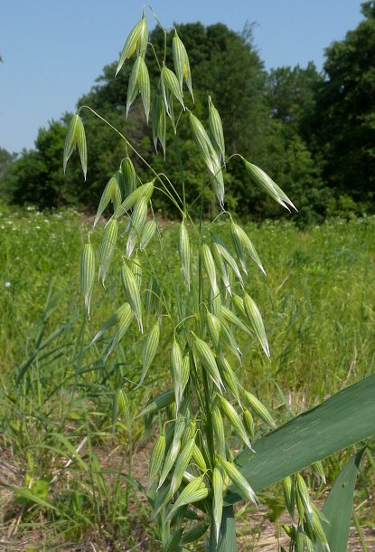 Trichoderma Pseudomonas Bacillus for Oats
