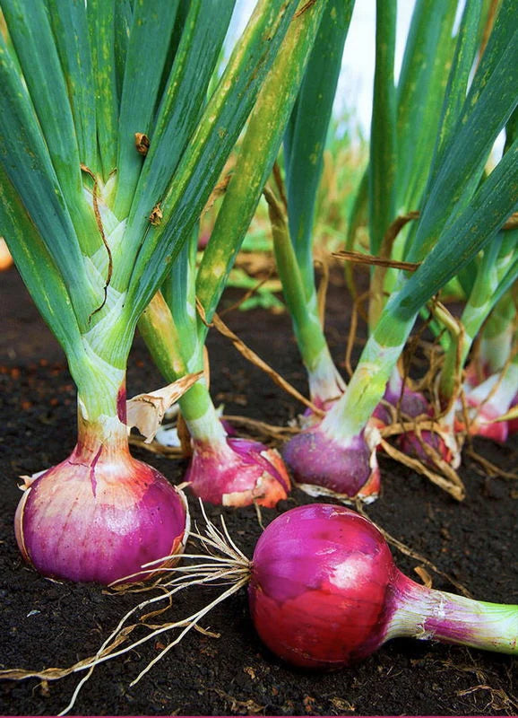 Trichoderma Pseudomonas Bacillus for Onion