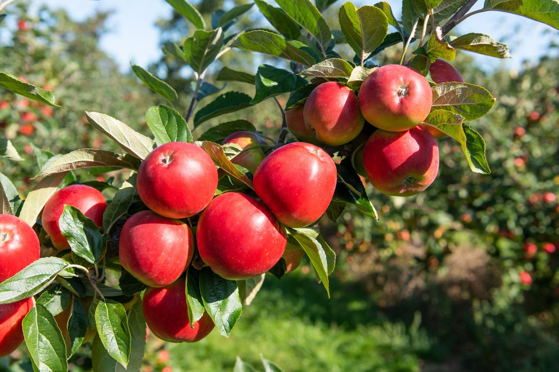 Streptomyces Lydicus for Apple Seedling Root Protection