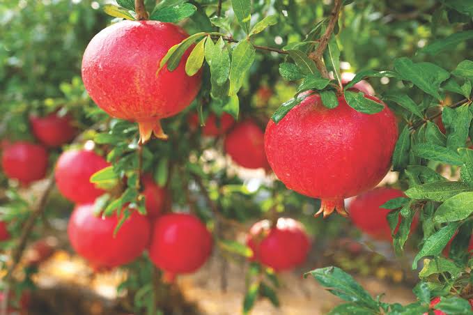 Streptomyces Lydicus for Export Quality Pomegranates