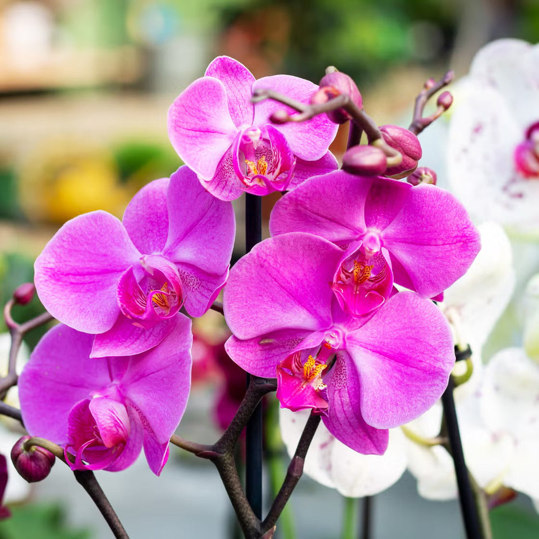 Trichoderma Pseudomonas Bacillus for Orchid