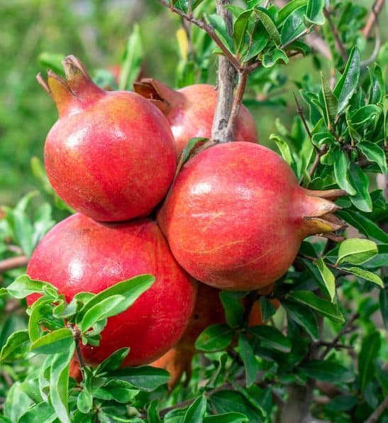 Streptomyces Lydicus for Monsoon Disease Management in Pomegranate