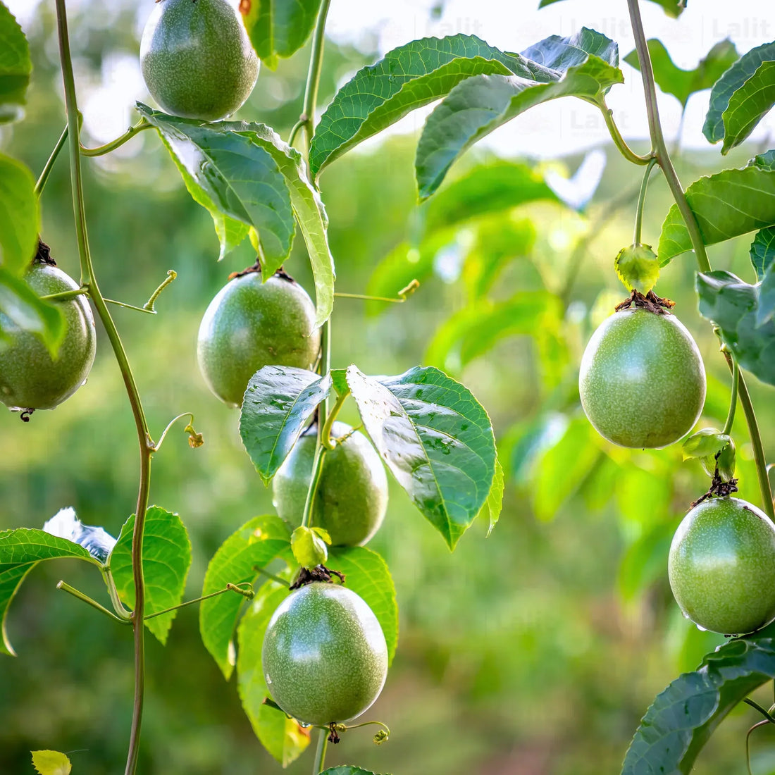 Trichoderma Pseudomonas Bacillus for Passion Fruit