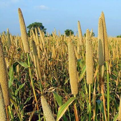 Trichoderma Pseudomonas Bacillus for Pearl Millet