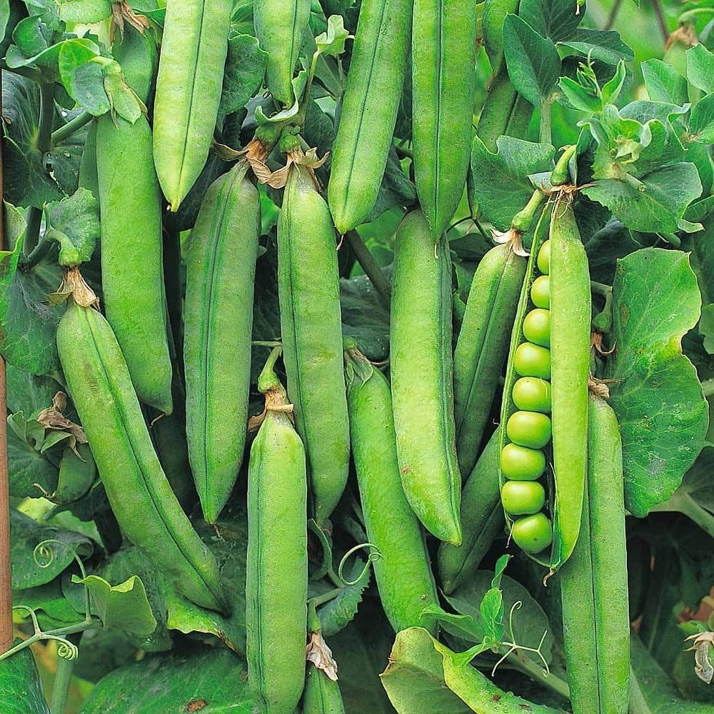 Trichoderma Pseudomonas Bacillus for Peas